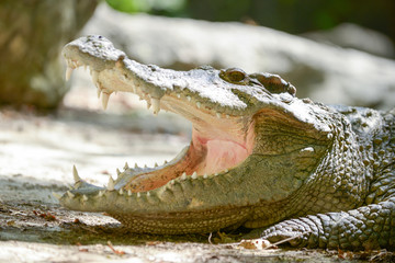 Obraz premium Crocodile mouth