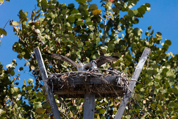 Two juvenile ospreys in the horst beg for food, Florida