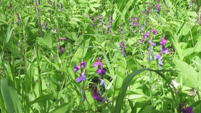 Sweet pea (Lathyrus odoratus) is a flowering plant in the genus Lathyrus in the family Fabaceae (legumes), native to Sicily, Cyprus, southern Italy and the Aegean Islands