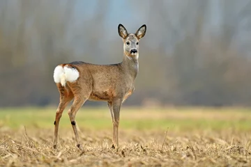 Printed kitchen splashbacks Roe Wild roe deer in a field