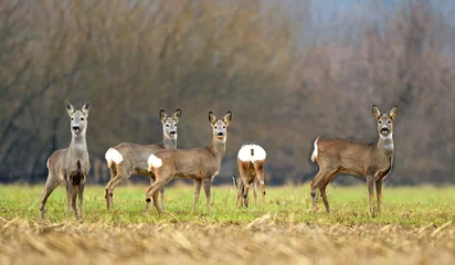 No drill roller blinds Roe Wild roe deer herd in a field