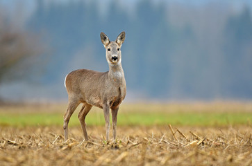 Wild roe deer in a field