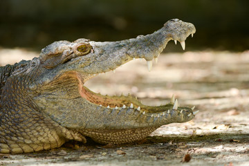 Crocodile mouth