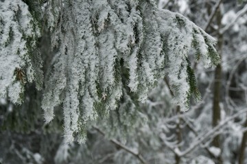 Nature covered in snow during deep winter. Slovakia