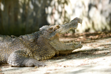 Crocodile mouth