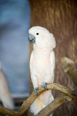 cockatoo