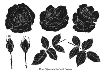 Rose vector set by hand drawing.Beautiful flower on white background.Rose art highly detailed in line art style.Rosa queen elizabeth rose