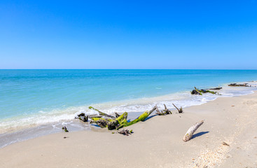 Typical beach with alluvial dead wood of Sanibel Island, Florida