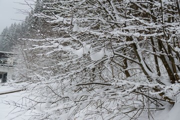 Obraz premium Nature covered in snow during deep winter. Slovakia