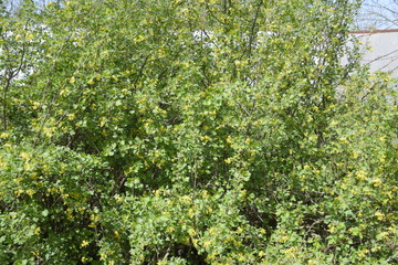 Fototapeta na wymiar Flowering currant bush gold.