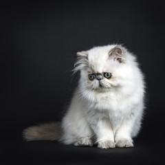 Persian longhair cat / kitten sitting isolated on black background looking down
