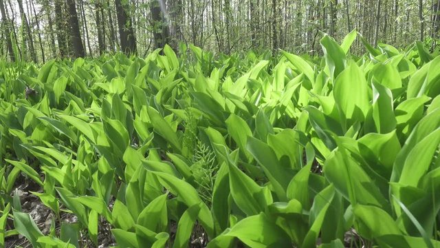 camera moves on the spring wood lengthways a glade with leaves of a lily of the valley