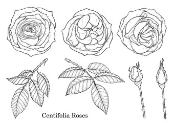 Rose vector set by hand drawing.Beautiful flower on white background.Rose art highly detailed in line art style.centifolia rose for wallpaper