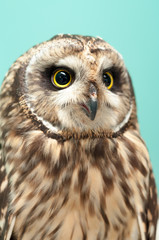 owl