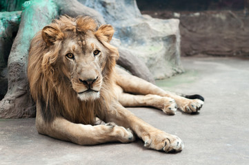Fototapeta premium lion