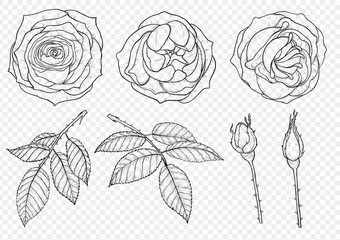 Rose vector set by hand drawing.Beautiful flower on white background.Rose art highly detailed in line art style.centifolia rose for wallpaper