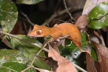 Pfeilschwanzgecko (Uroplatus ebenaui) im Lokobe Nationalpark  - spearpoint leaf-tail gecko / Madagascar Madagascar - obrazy, fototapety, plakaty