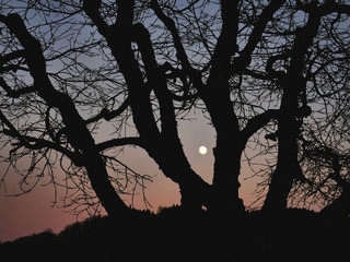 Baumgruppe mit Mond