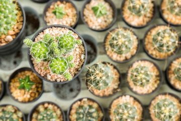 Home and garden decoration with cactus.