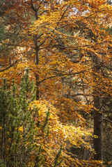 Autumn Colour / Portrait image of autumnal foliage in Scotland