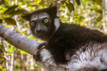 Indri Indri (Babakoto)