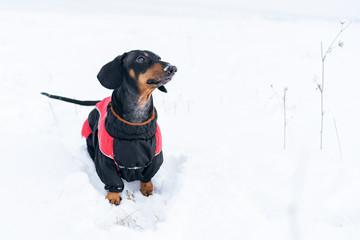 portrait cute dog of the Dachshund breed, black and tan, in a red sweater, walking in a snow park