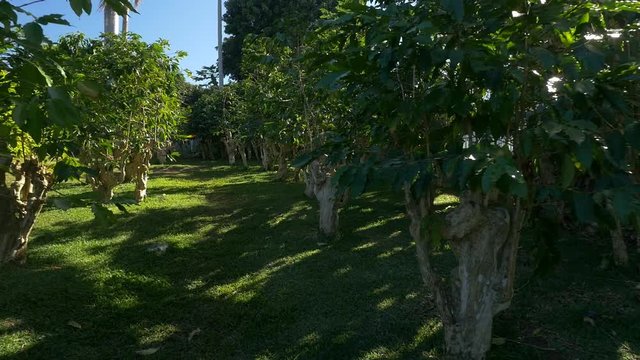 A grove of coffee trees on a farm