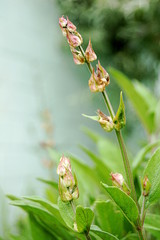 Samenstände des Salbei