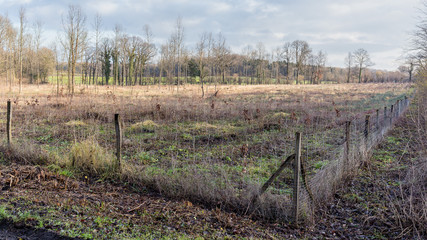 Fototapeta premium reafforestation