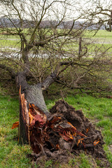 storm damage tree