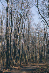 Fototapeta premium Autumn forest road