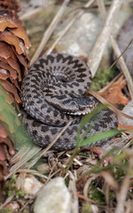 Young adder snake - 189072295