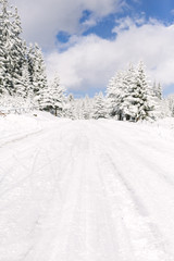 Winter road through the forest.