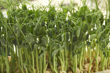 Organic growing micro greens closeup