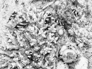 Little fish and coral