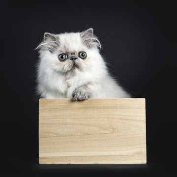 Persian longhair cat / kitten sitting in wooden box isolated on black backgroud with one paw on the edge