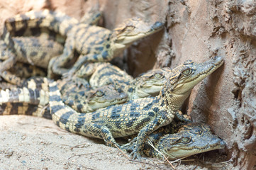 baby crocodile