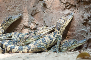 baby crocodile