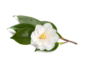 camellia branch  with flower