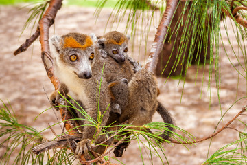 Mom and child Crowned lemur © Pierre-Yves Babelon