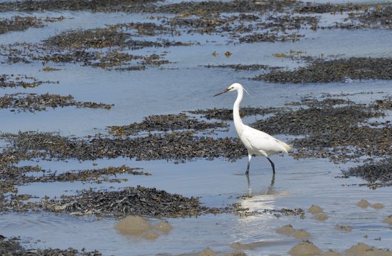 Little egret on the lookout (Aigrette garzette &agrave; l'aff&ucirc;t). Bretagne, France