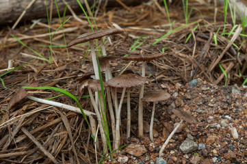Mushroom