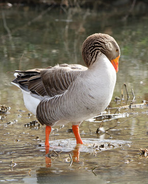 Domestic goose standing in shallow water preening in a park