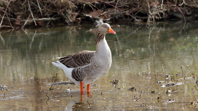 Domestic goose standing in shallow water in a creek bed