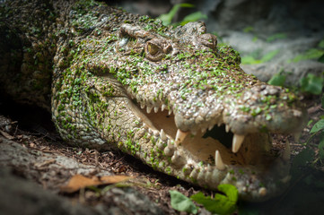 Obraz premium Crocodile