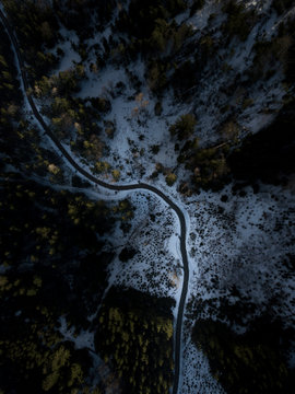 Roads in the cold forest