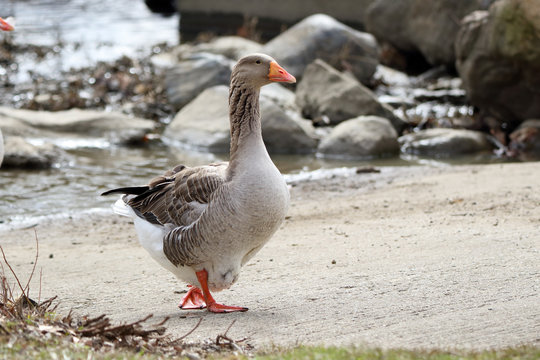 Domestic goose walking up a concrete ramp