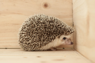 Hedgehog
