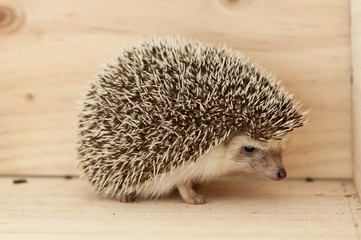 Hedgehog