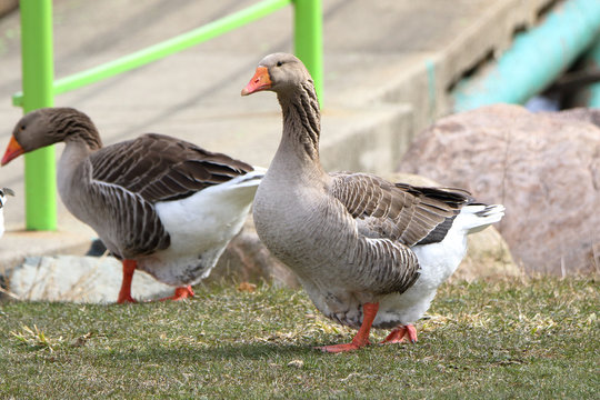 Three domestic geese  proudly walking in a park